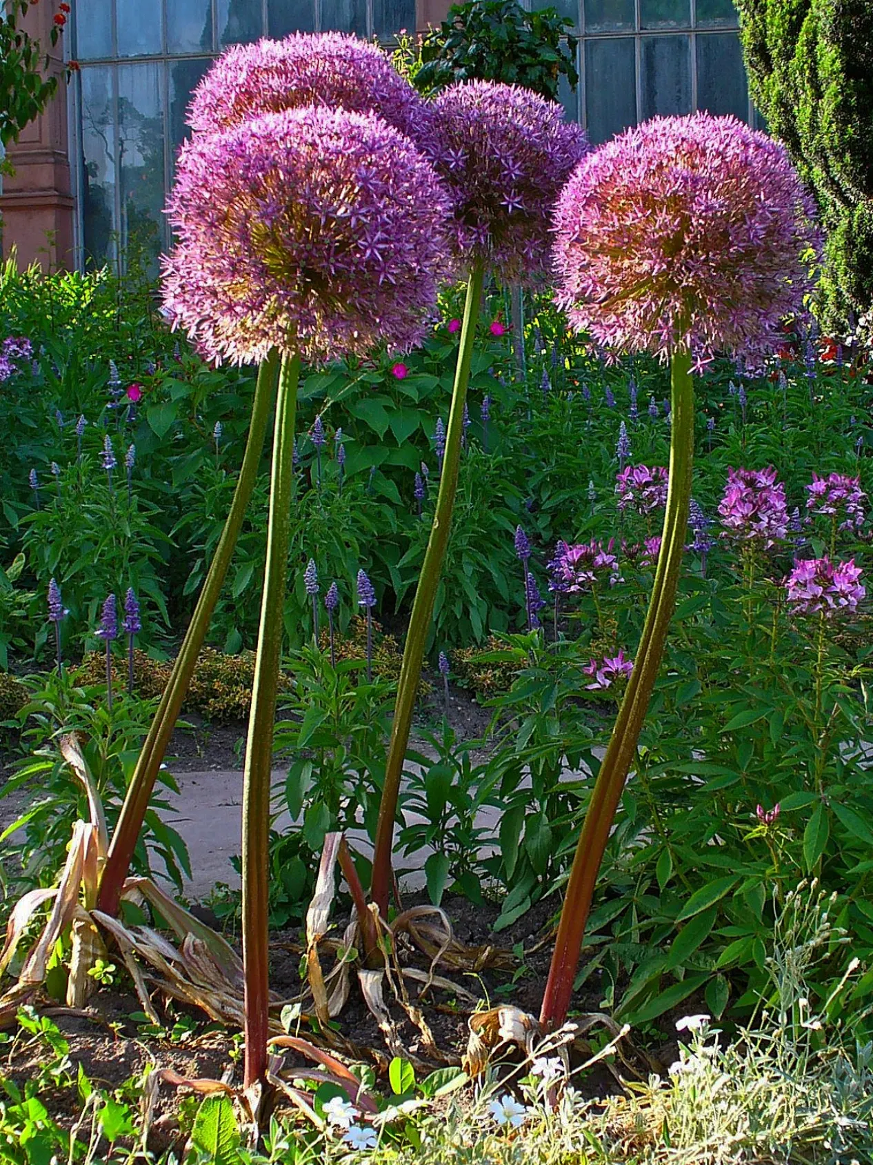 Giganteum Ornamental Onion (Allium 'Giganteum') — It is hardy in USDA zones 5 through 8, making it a versatile choice for a variety of landscapes