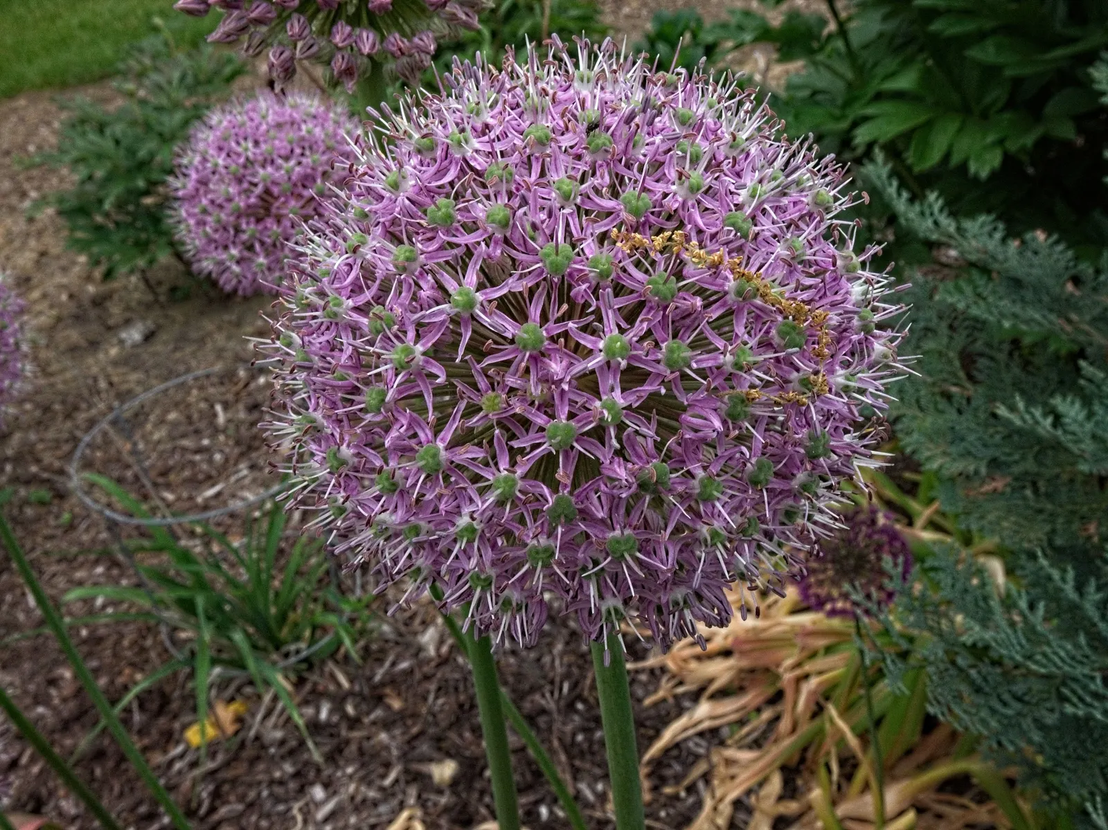 Giganteum Ornamental Onion (Allium 'Giganteum') — Regarded as one of the tallest and most architectural onions in its genus; this plant typically reaches