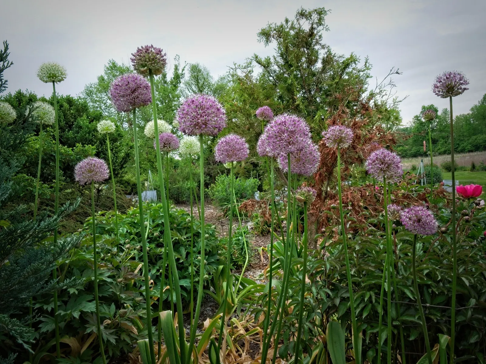 Giganteum Ornamental Onion (Allium 'Giganteum') — These low-maintenance perennials thrive in full sun to part shade and prefer well-drained soil