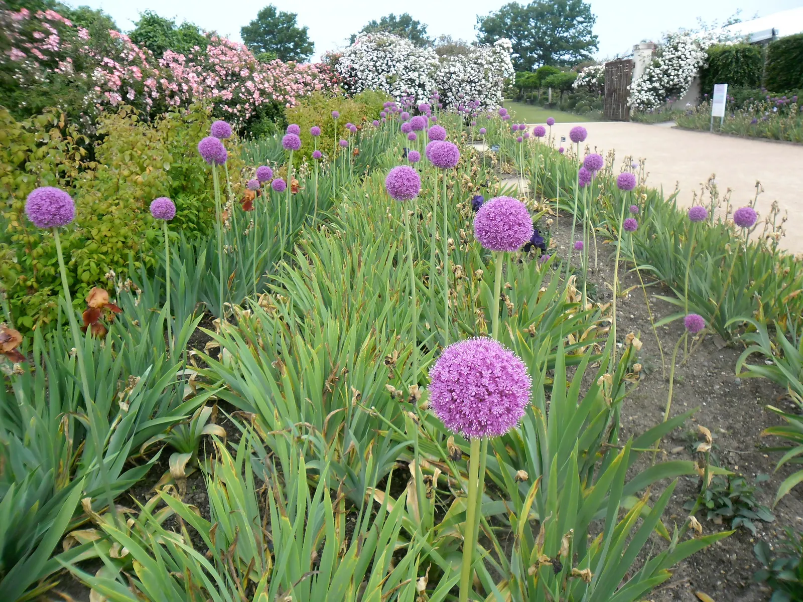 Giganteum Ornamental Onion (Allium 'Giganteum') — bulb with lavender blooms