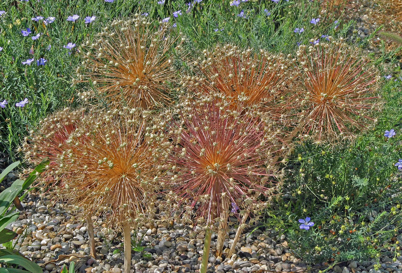 Giganteum Ornamental Onion (Allium 'Giganteum') — minimal maintenance is required