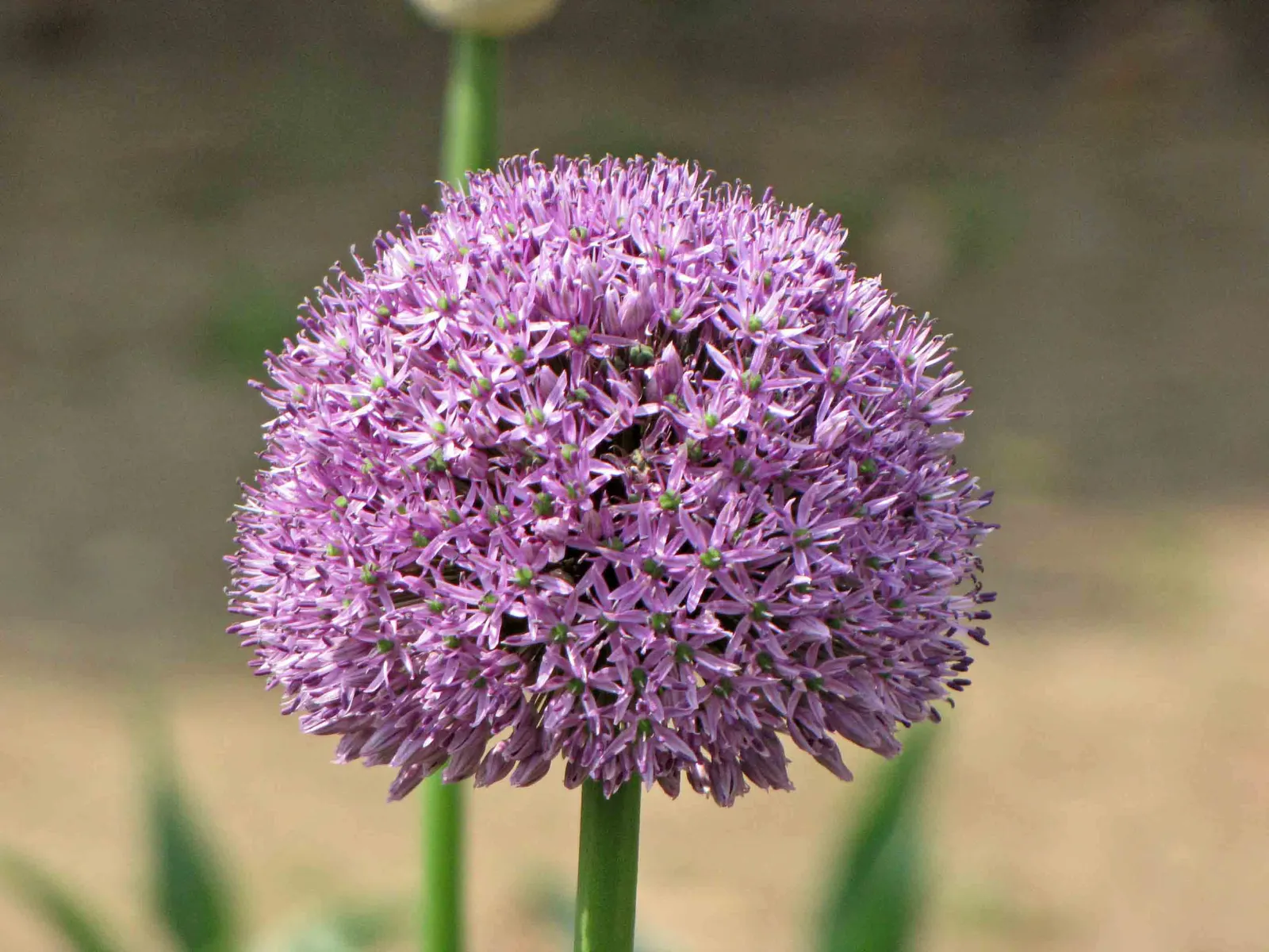 Giganteum Ornamental Onion (Allium 'Giganteum') — commonly known as Giganteum Ornamental Onion; allium 'Giganteum' can naturalize by self-seeding under optimal