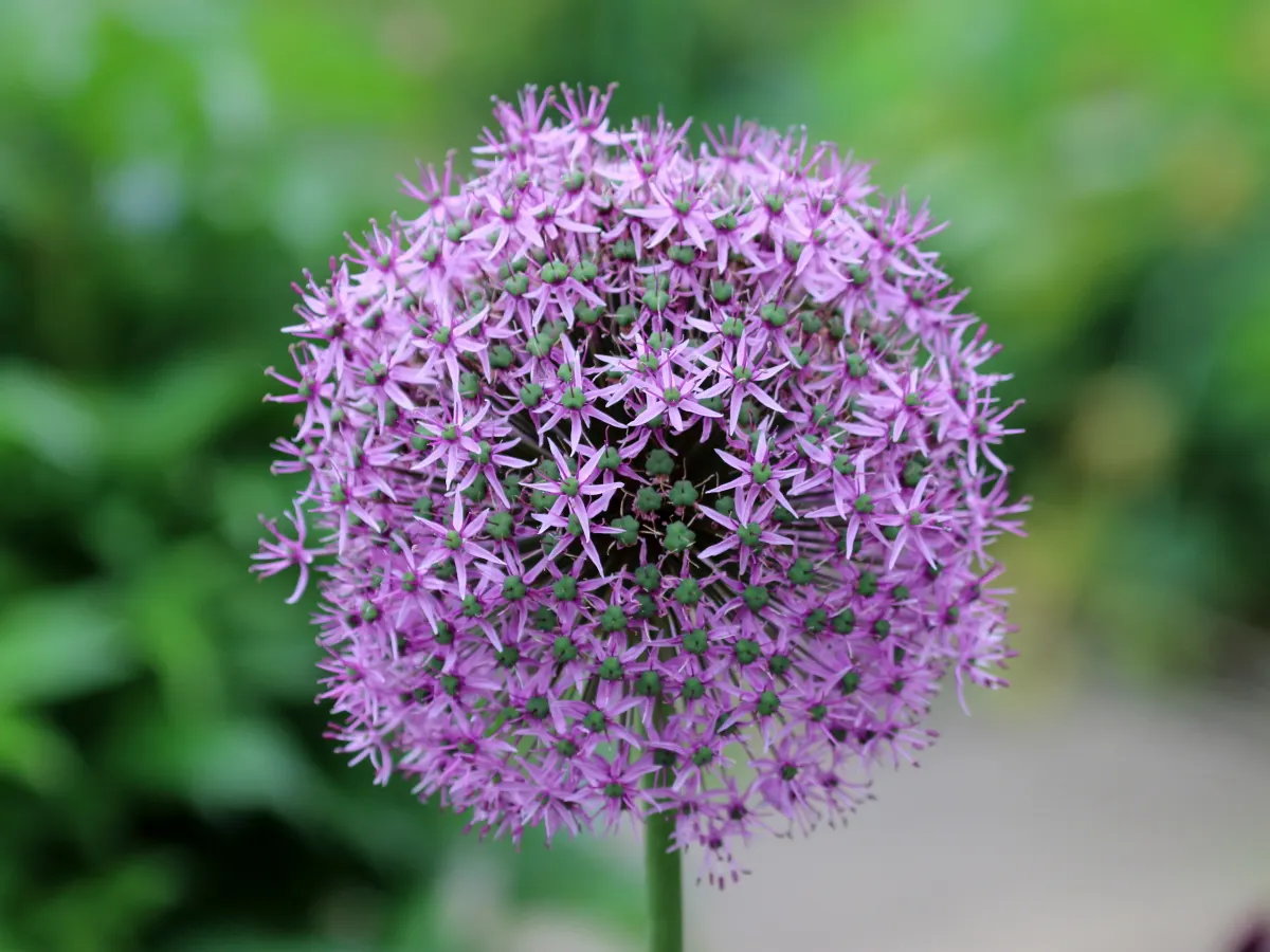 Giganteum Ornamental Onion (Allium 'Giganteum') — Flowering in late spring to early summer; commonly known as Giganteum Ornamental Onion
