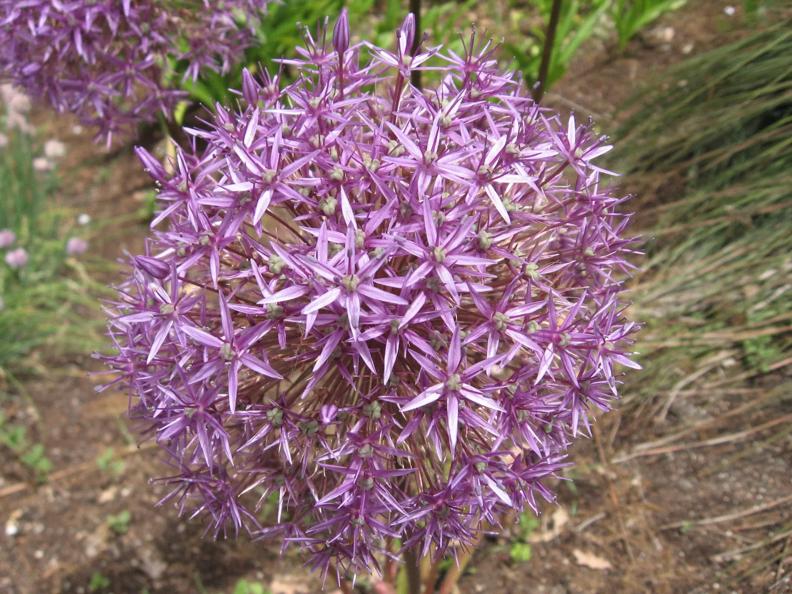 Giganteum Ornamental Onion (Allium 'Giganteum') — These spherical umbels appear in late spring to early summer