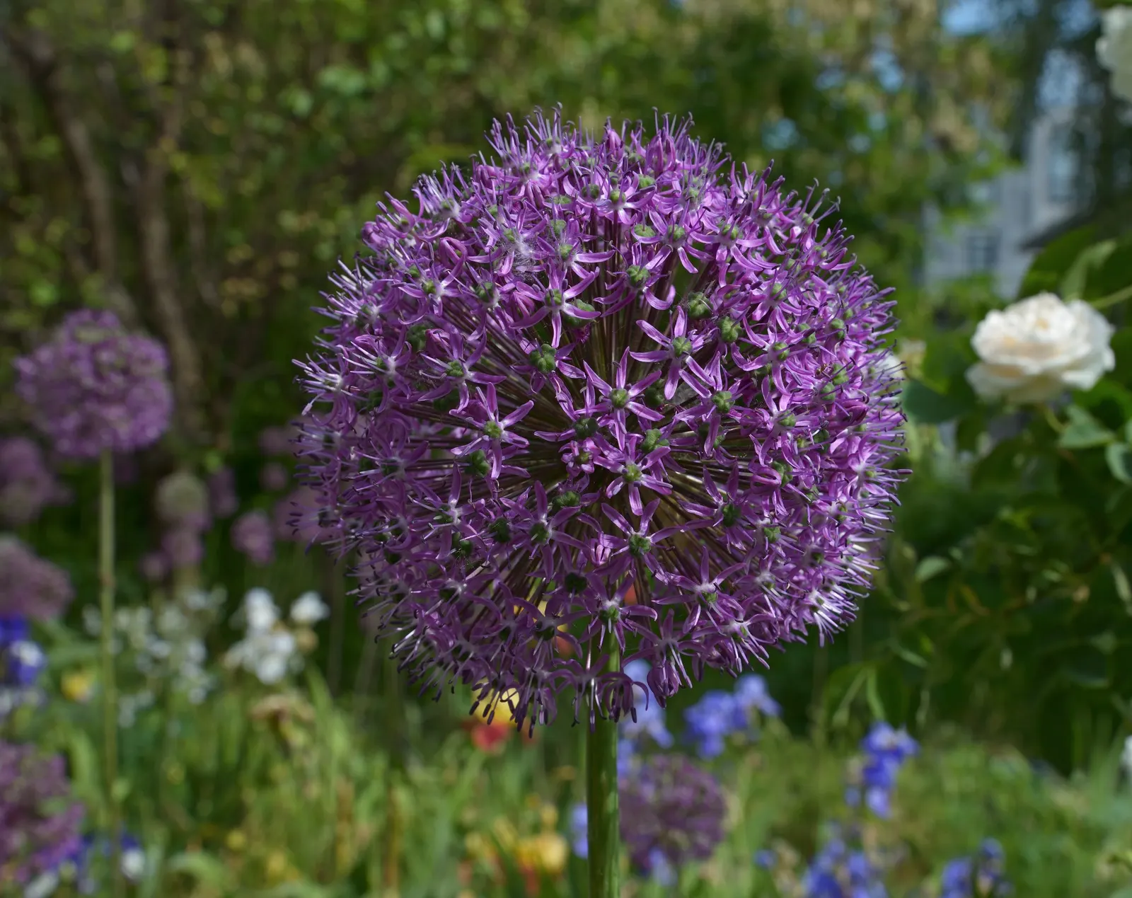 Giganteum Ornamental Onion (Allium 'Giganteum') — they also provide striking vertical interest and are excellent for attracting pollinators