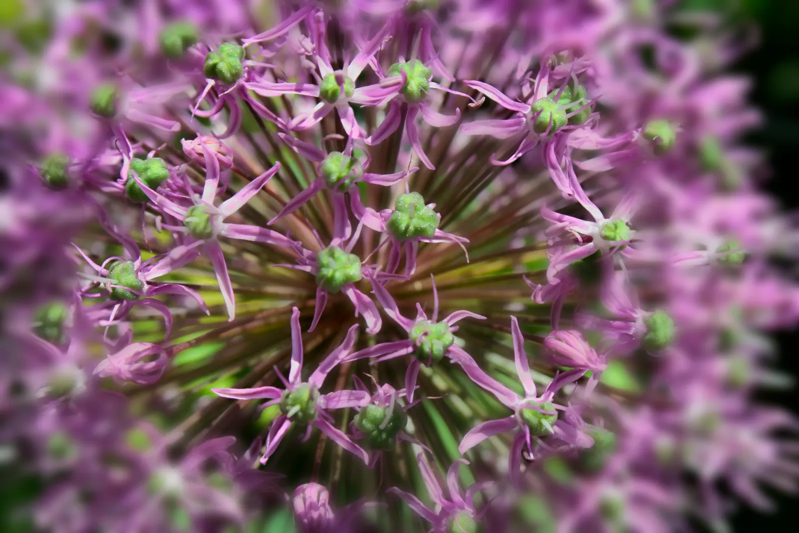 Giganteum Ornamental Onion (Allium 'Giganteum') — commonly known as Giganteum Ornamental Onion; allium 'Giganteum' can naturalize by self-seeding, image 57