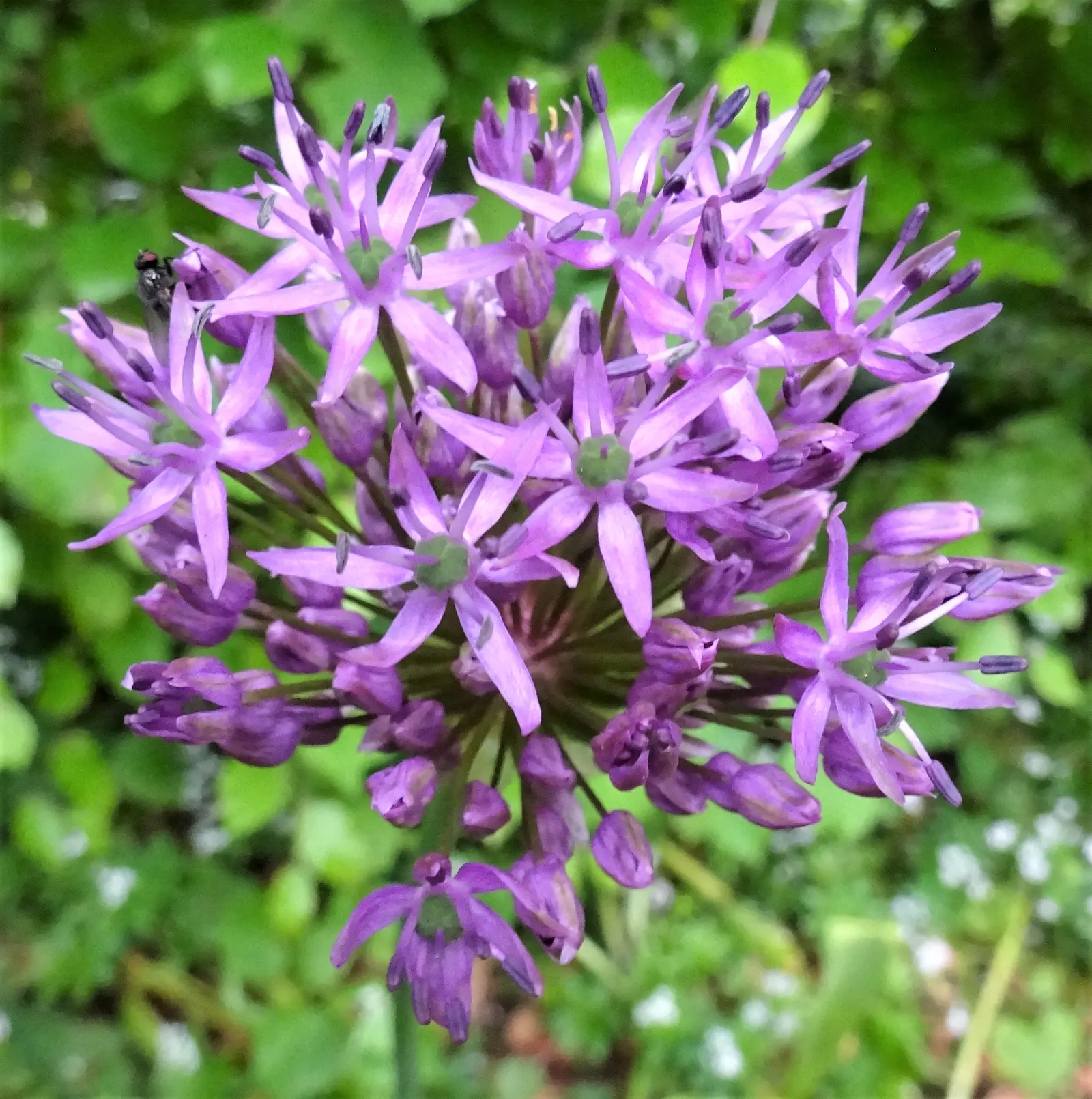 Giganteum Ornamental Onion (Allium 'Giganteum') — or Giant Ornamental Onion; these low-maintenance perennials thrive in full sun to part shade and prefer