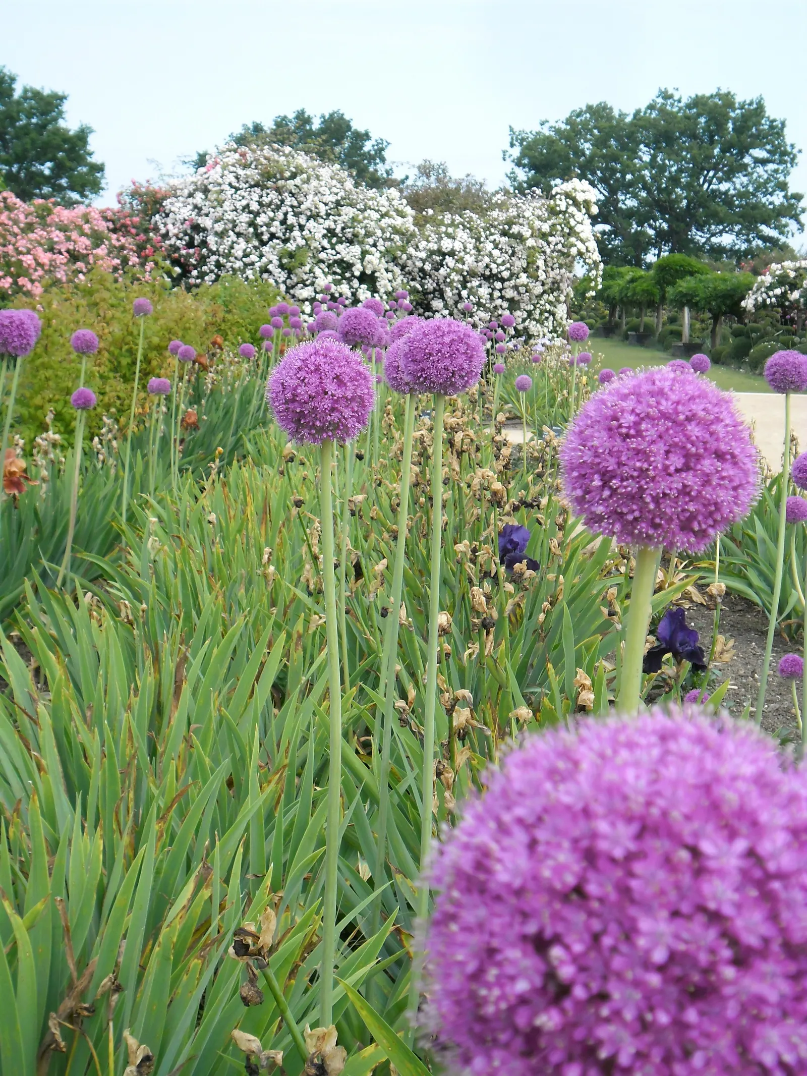 Giganteum Ornamental Onion (Allium 'Giganteum') — lavender flowers in the garden