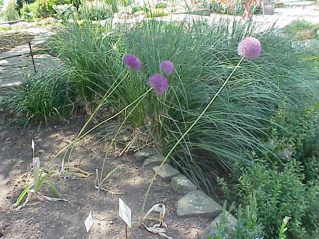 Giganteum Ornamental Onion (Allium 'Giganteum') — or Giant Ornamental Onion; these low-maintenance perennials thrive in full sun to part shade and, image 51