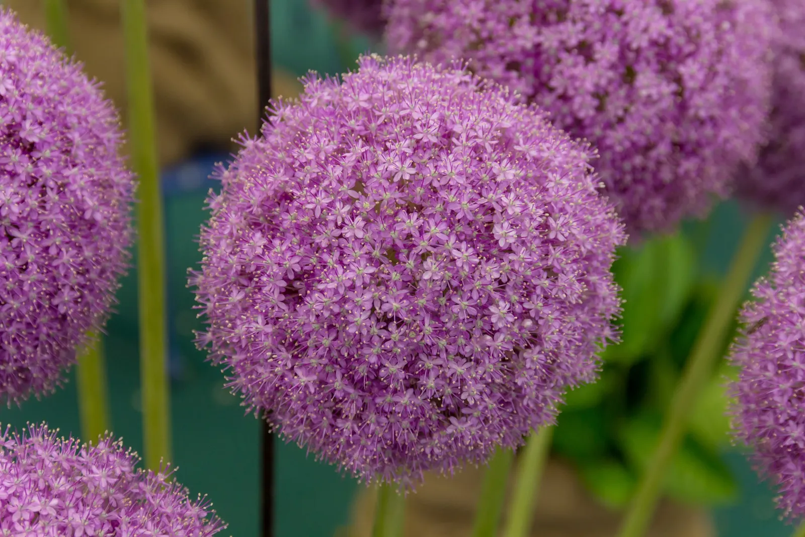 Giganteum Ornamental Onion (Allium 'Giganteum') — this plant typically reaches heights of 3 to 5 feet