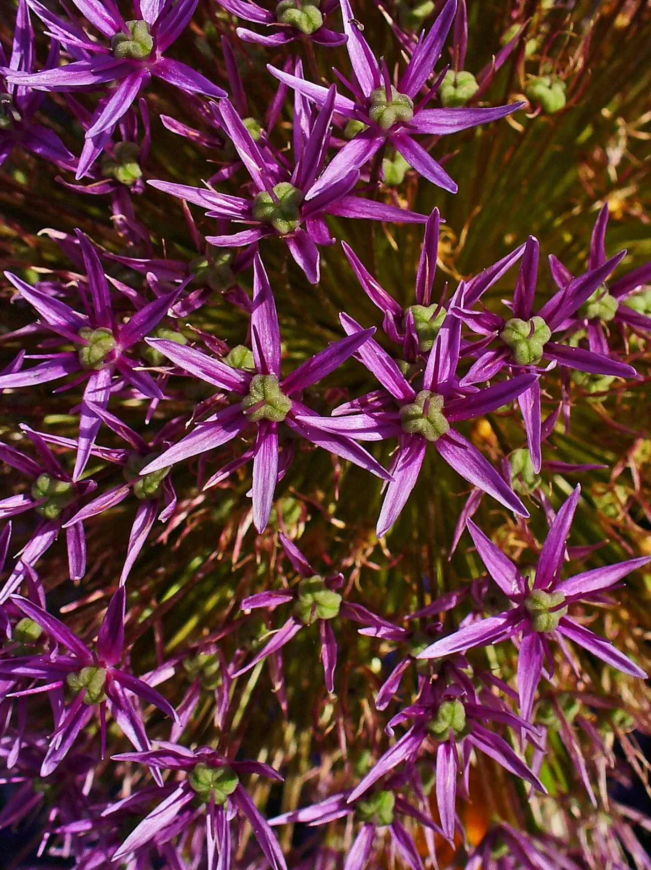 Giganteum Ornamental Onion (Allium 'Giganteum') — the Giganteum Ornamental Onion also attracts pollinators such as bees and butterflies