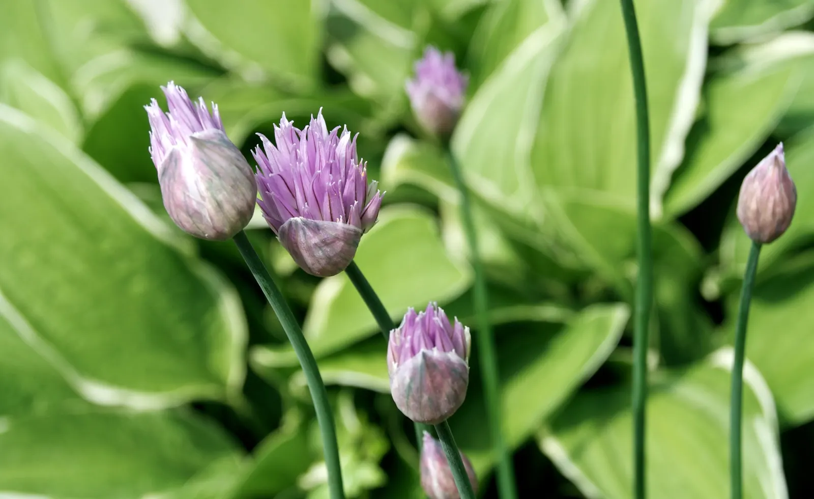 Giganteum Ornamental Onion (Allium 'Giganteum') — rising majestically above clumps of gray-green, image 63