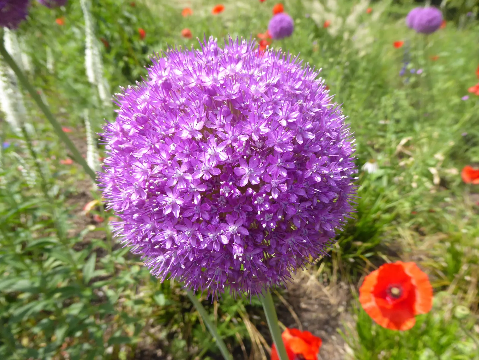 Giganteum Ornamental Onion (Allium 'Giganteum') — These spherical umbels appear in late spring to early summer; they also provide striking vertical interest