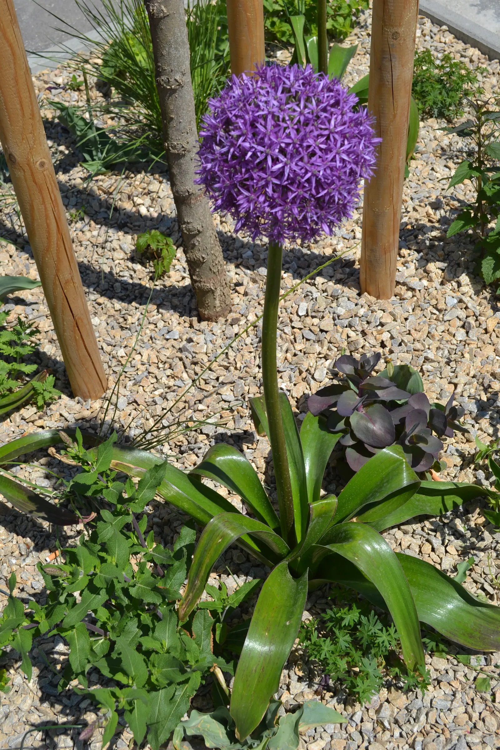 Giganteum Ornamental Onion (Allium 'Giganteum') — Each spherical bloom clusters, roughly 6-8 inches in diameter, boast countless star-shaped purple flowers