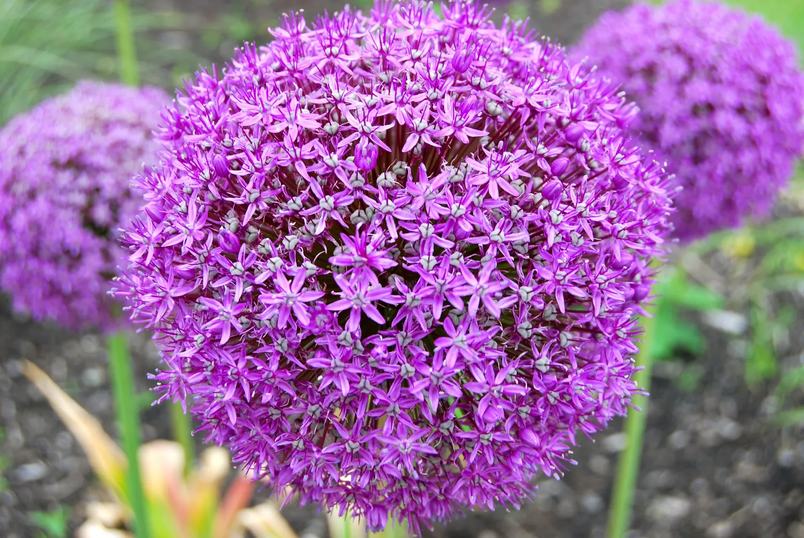 Giganteum Ornamental Onion (Allium 'Giganteum') — rising majestically above clumps of gray-green