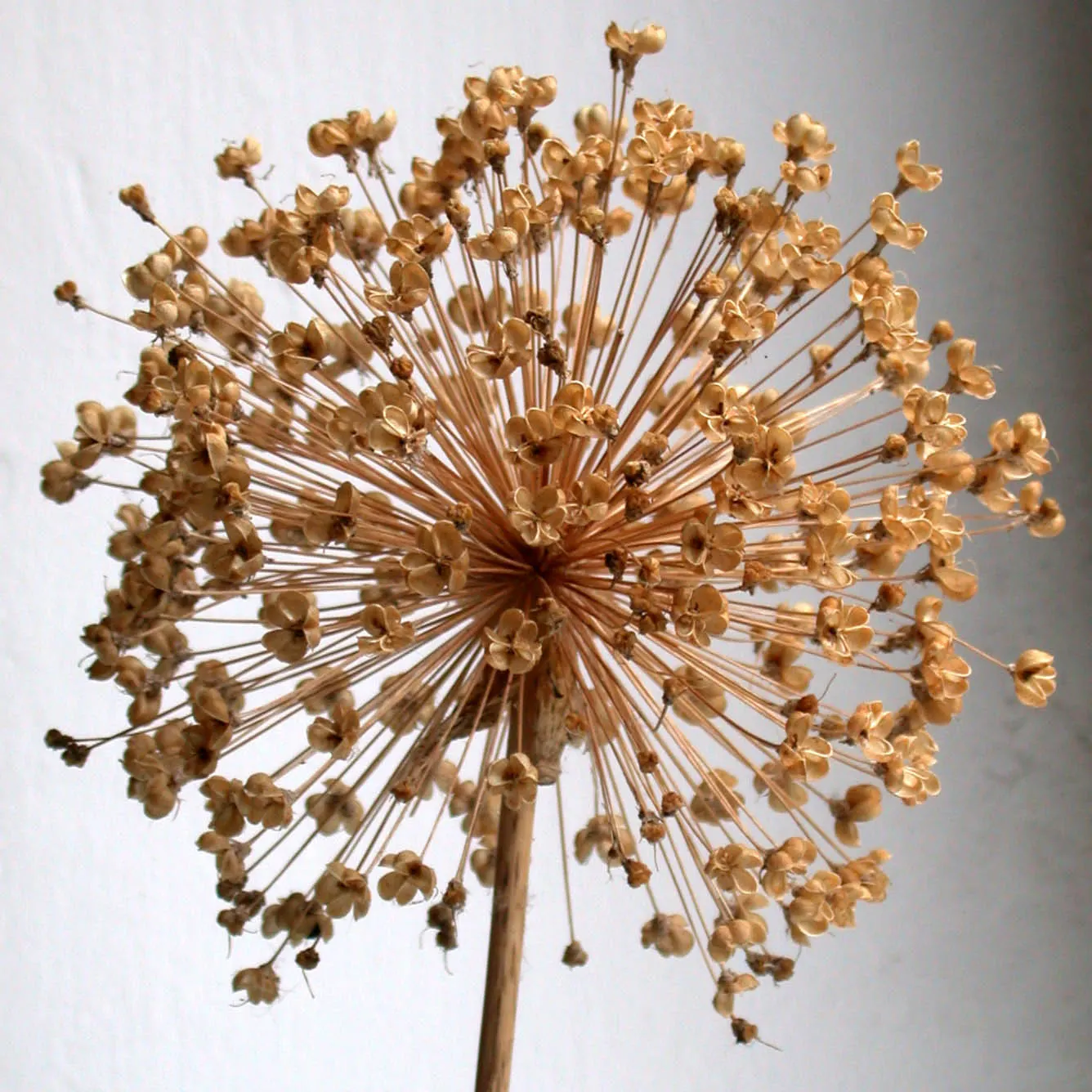 Giganteum Ornamental Onion (Allium 'Giganteum') — Deadheading is not necessary, as the seed heads also provide a unique winter interest; these spherical umbels
