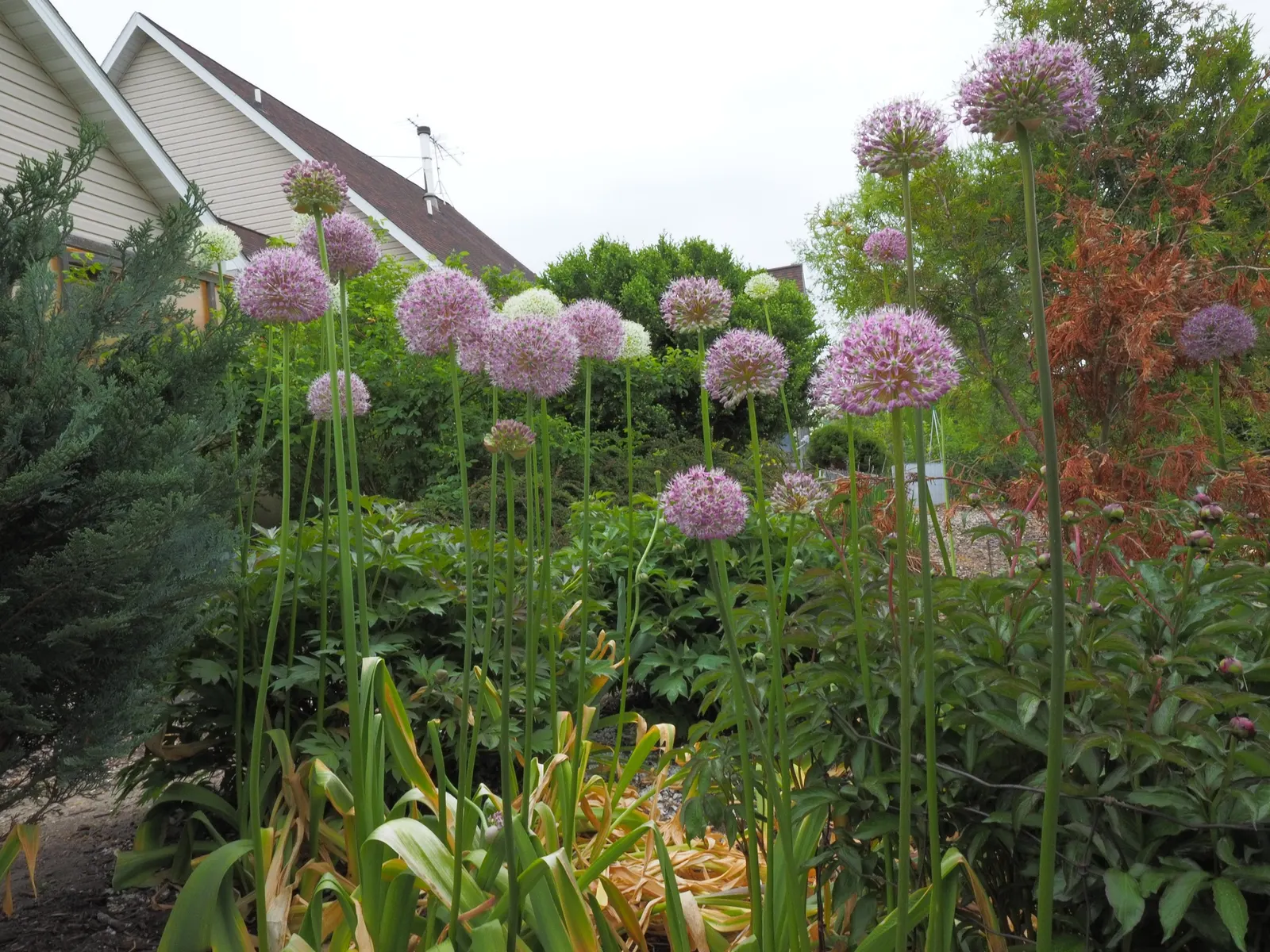 Giganteum Ornamental Onion (Allium 'Giganteum') — they also provide striking vertical interest and are excellent for attracting pollinators; it is hardy in