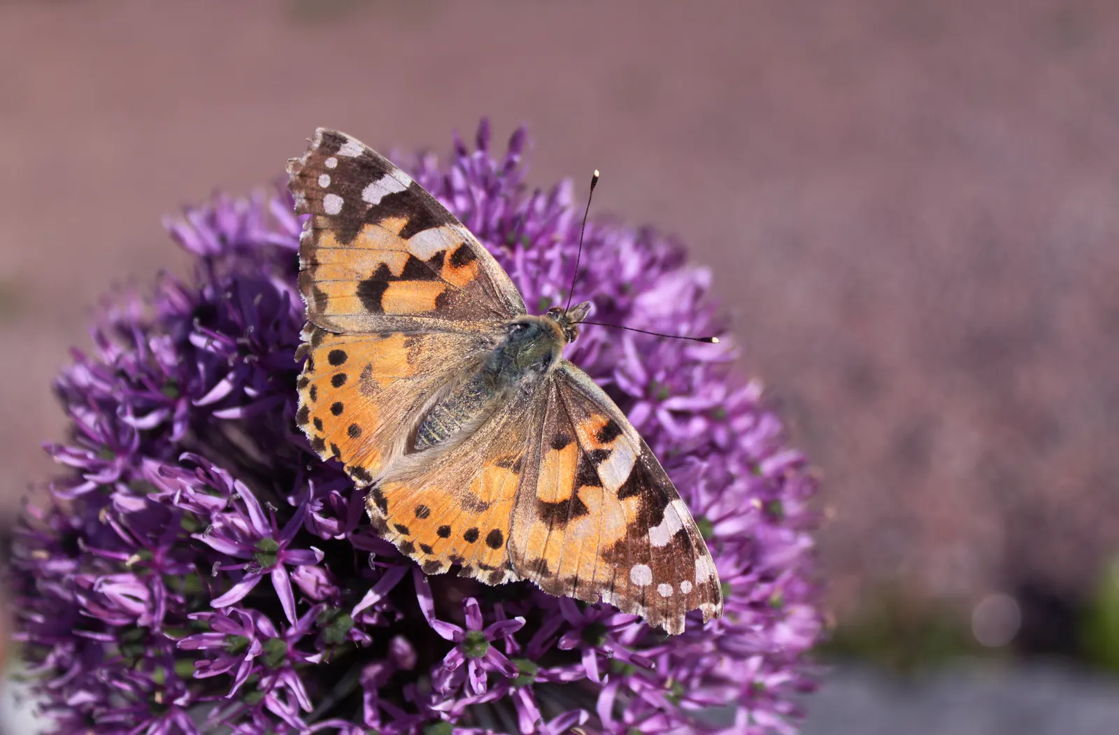 Giganteum Ornamental Onion (Allium 'Giganteum') — the Giganteum Ornamental Onion also attracts pollinators such as bees and butterflies; resistant to deer and