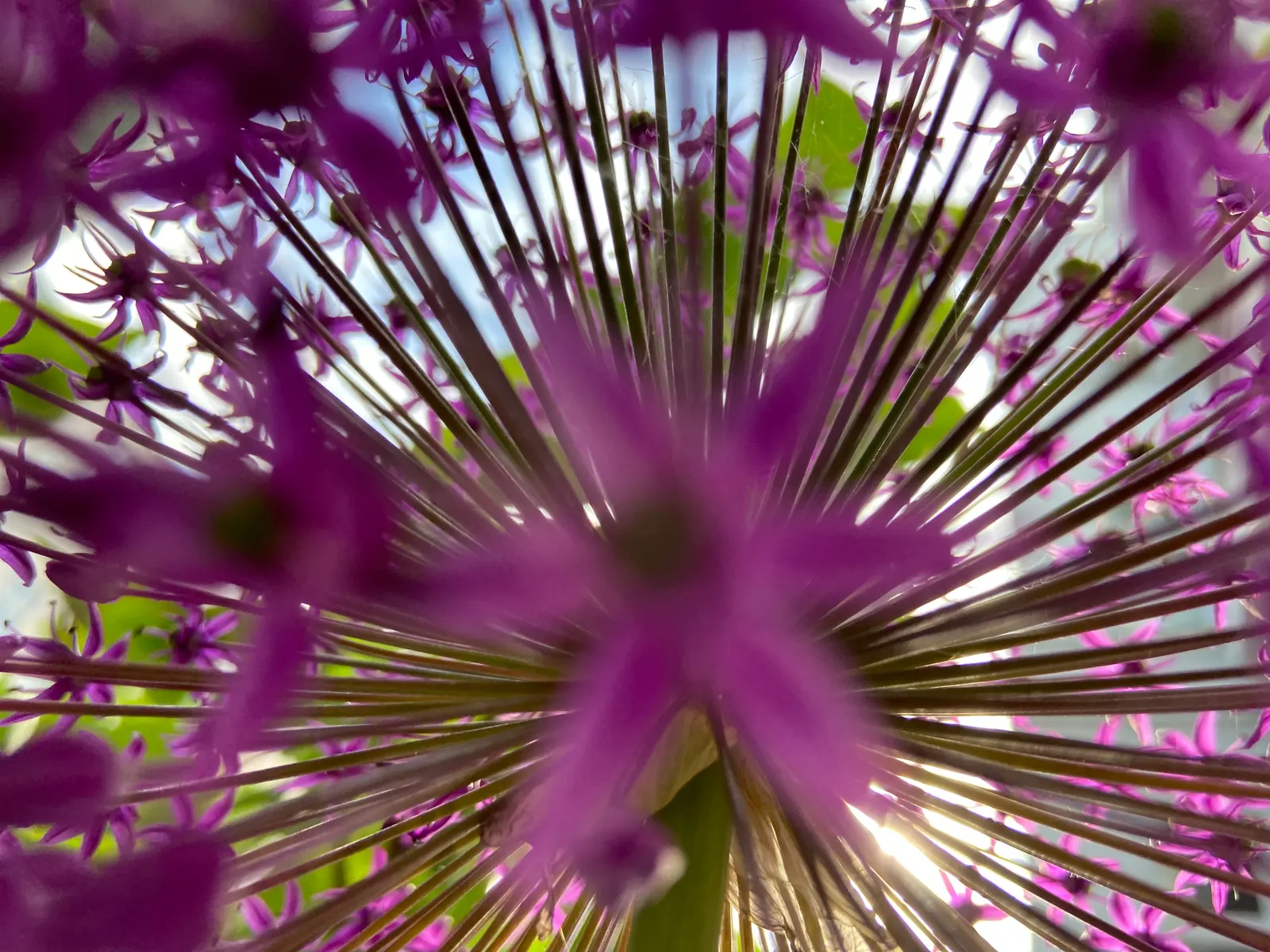 Giganteum Ornamental Onion (Allium 'Giganteum') — is a striking and statuesque bulbous perennial renowned for its impressive spherical blooms; each, image 58