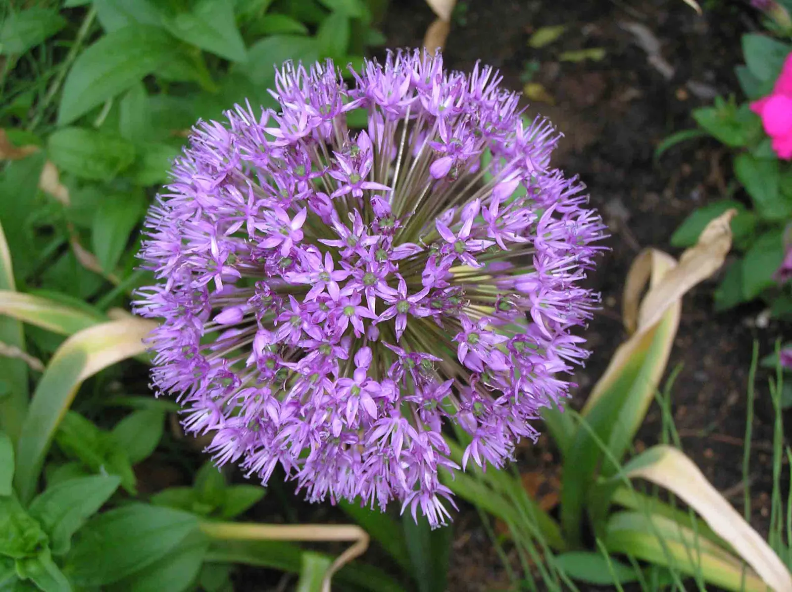 Giganteum Ornamental Onion (Allium 'Giganteum') — These low-maintenance perennials thrive in full sun to part shade and prefer well-drained soil; bulb for full