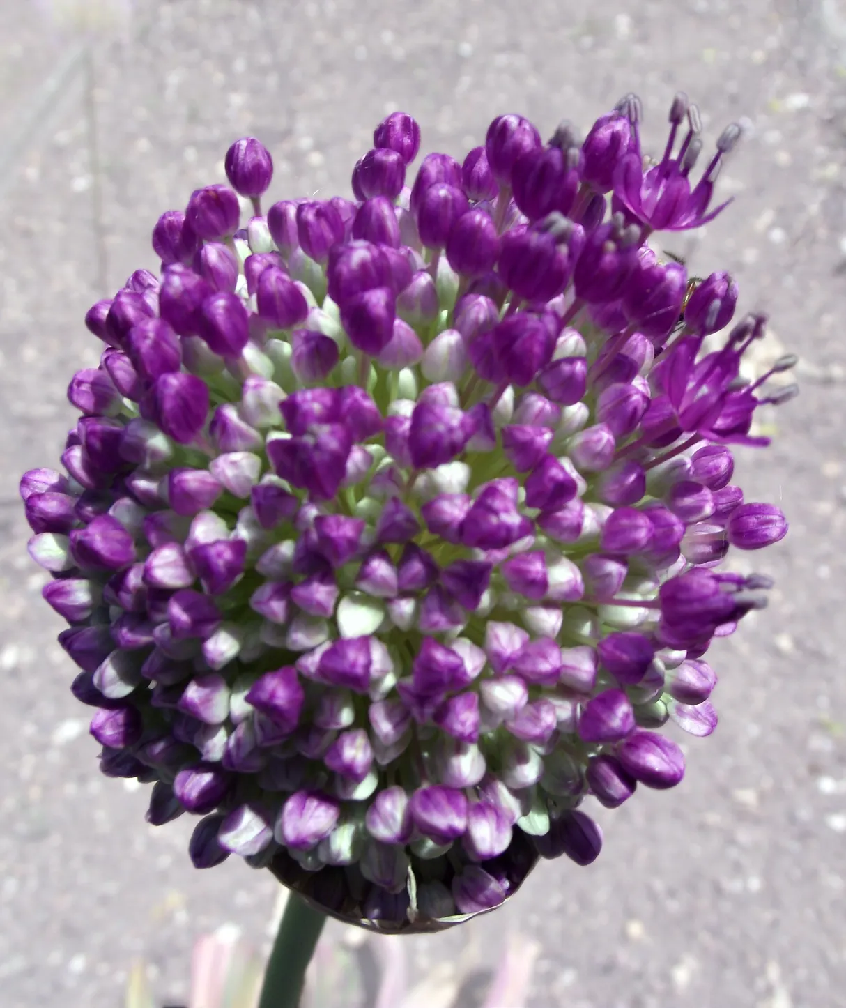 Giganteum Ornamental Onion (Allium 'Giganteum') — Resistant to deer and other garden pests; regarded as one of the tallest and most architectural onions in its