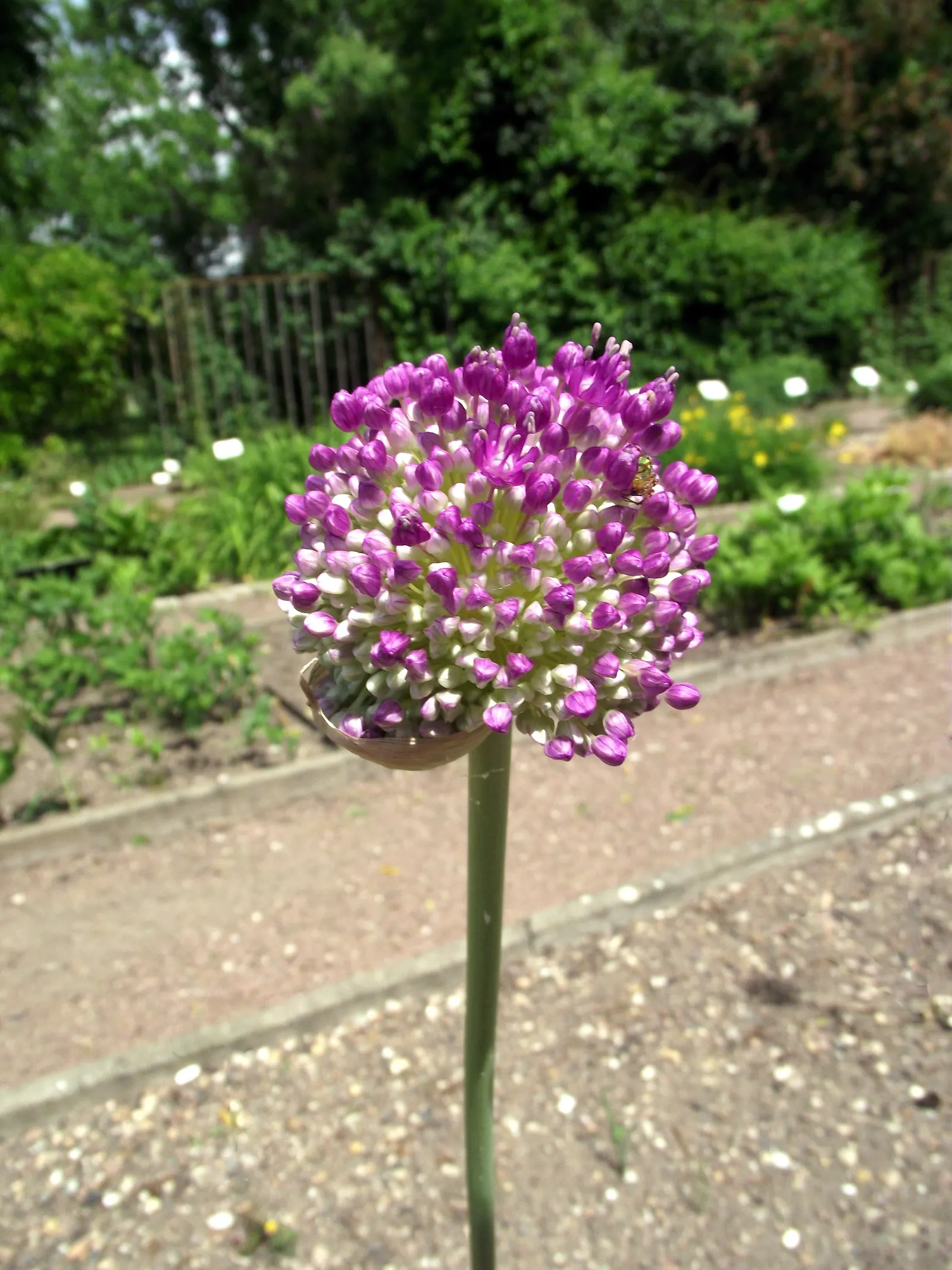 Giganteum Ornamental Onion (Allium 'Giganteum') — potentially providing an increased presence in the landscape over time; or Giant Ornamental Onion