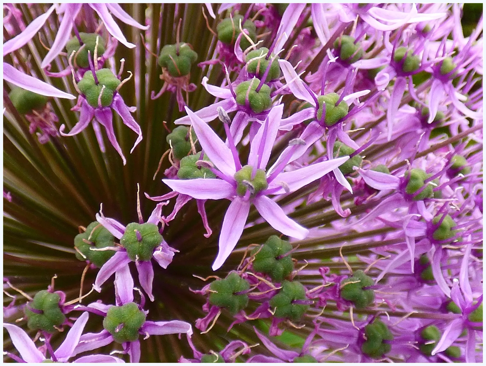 Giganteum Ornamental Onion (Allium 'Giganteum') — adds dramatic flair with its lofty stems rising up to 5 feet tall; deep lilac flowers that create a dramatic