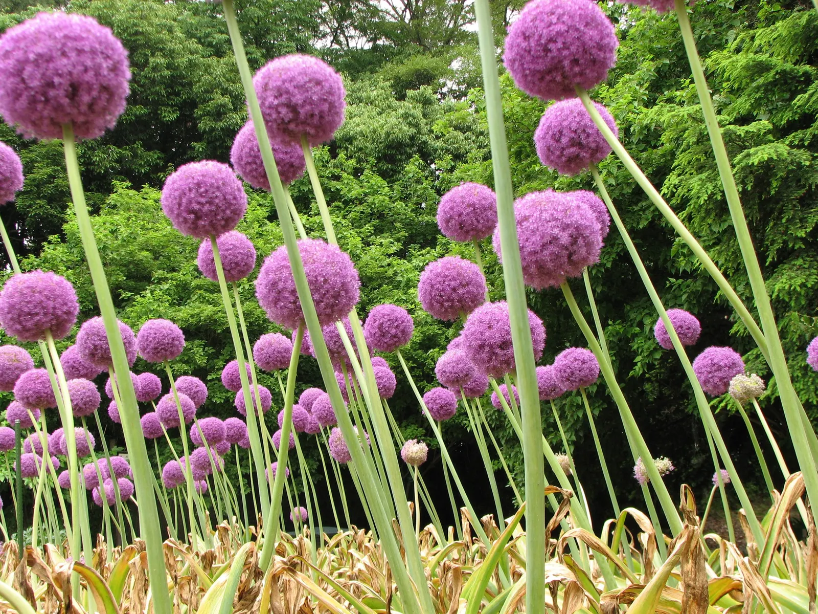 Giganteum Ornamental Onion (Allium 'Giganteum') — deep lilac flowers that create a dramatic focal point in any garden; bulb with lavender blooms, image 61