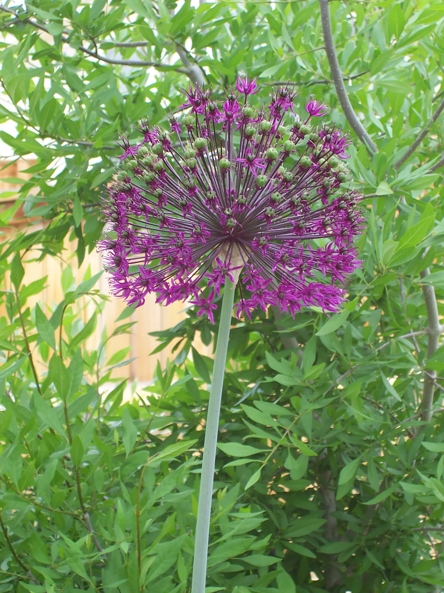 Giganteum Ornamental Onion (Allium 'Giganteum') — it adds elegance to floral arrangements; adds dramatic flair with its lofty stems rising up to 5 feet tall