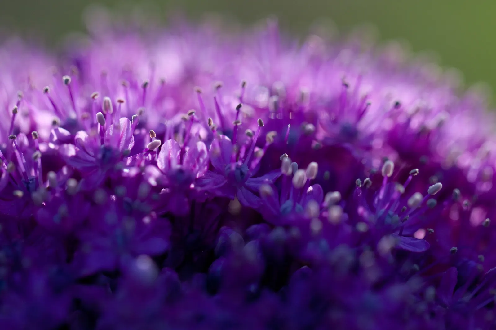 Giganteum Ornamental Onion (Allium 'Giganteum') — Allium 'Giganteum' can naturalize by self-seeding under optimal conditions