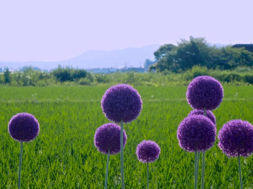 Giganteum Ornamental Onion (Allium 'Giganteum') — this plant typically reaches heights of 3 to 5 feet; the Giganteum Ornamental Onion also attracts pollinators