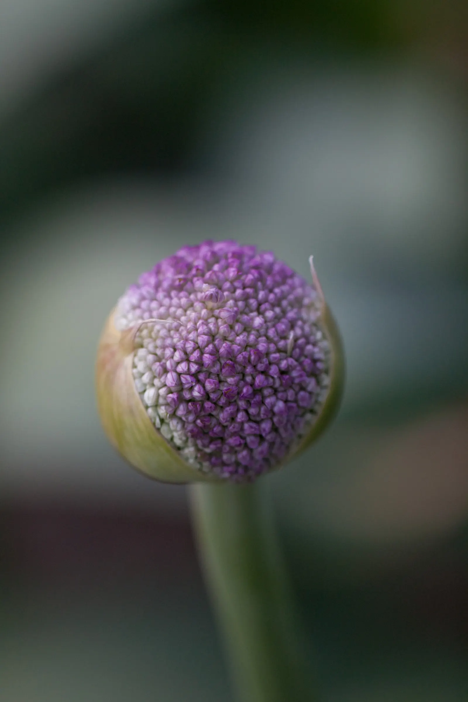 Giganteum Ornamental Onion (Allium 'Giganteum') — adds dramatic flair with its lofty stems rising up to 5 feet tall
