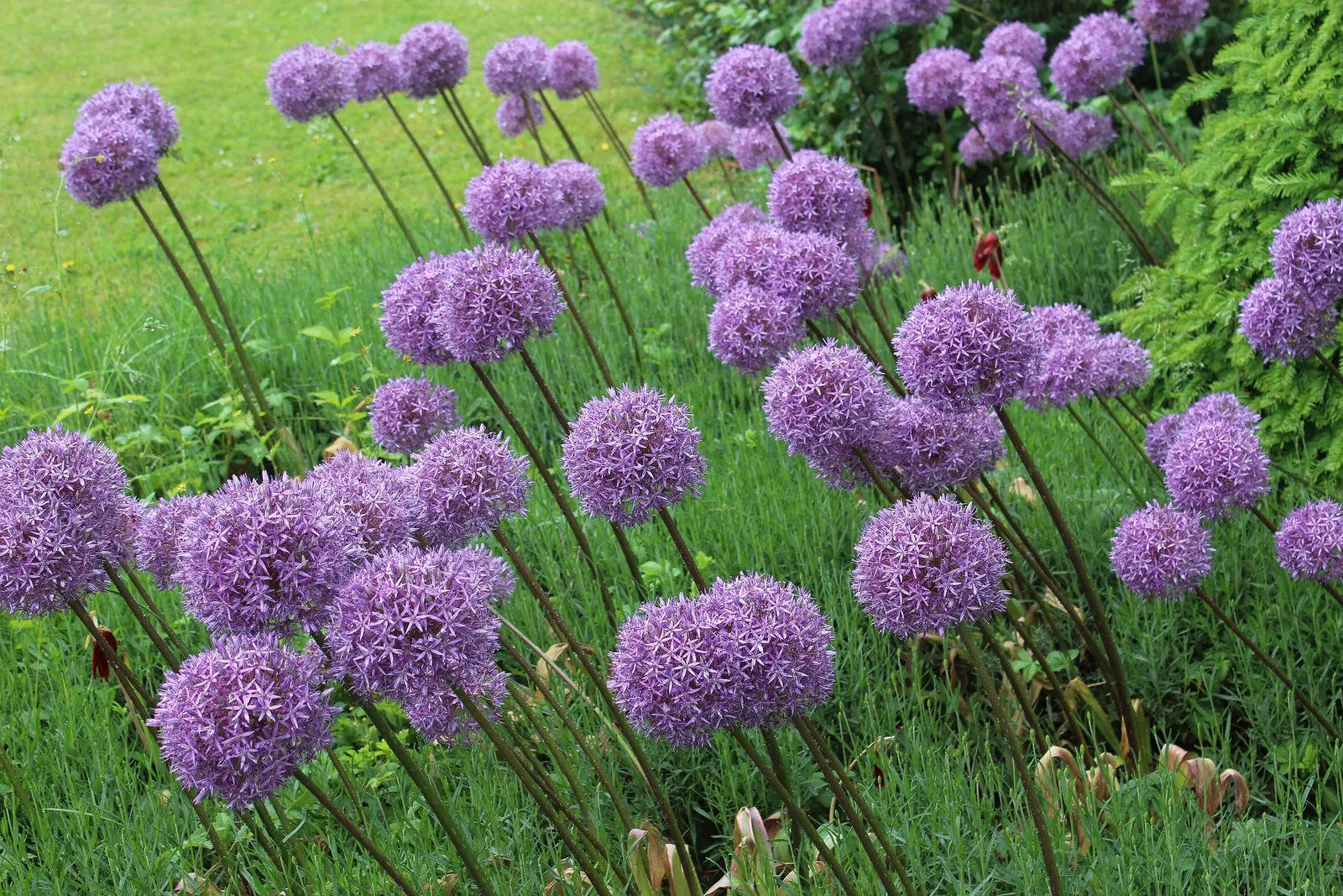 Giganteum Ornamental Onion (Allium 'Giganteum') — Allium 'Giganteum' can naturalize by self-seeding under optimal conditions; minimal maintenance is required