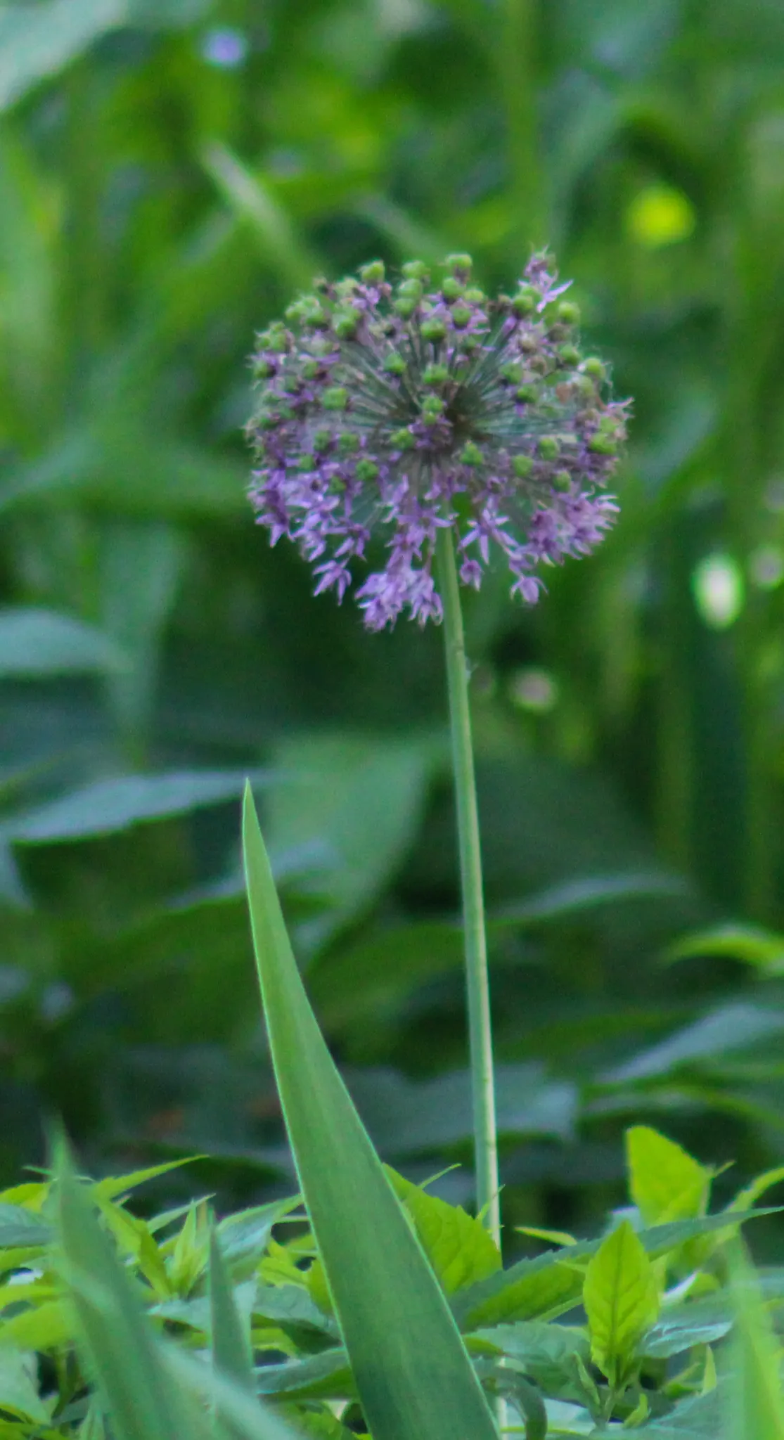 Giganteum Ornamental Onion (Allium 'Giganteum') — rising majestically above clumps of gray-green, image 38