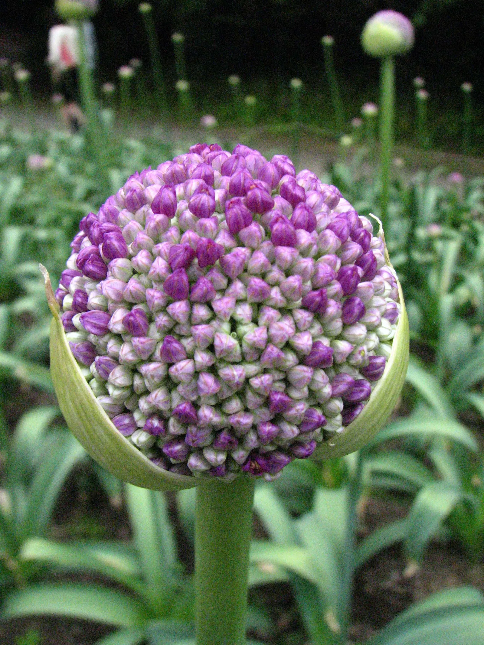 Giganteum Ornamental Onion (Allium 'Giganteum') — is a striking and statuesque bulbous perennial renowned for its impressive spherical blooms