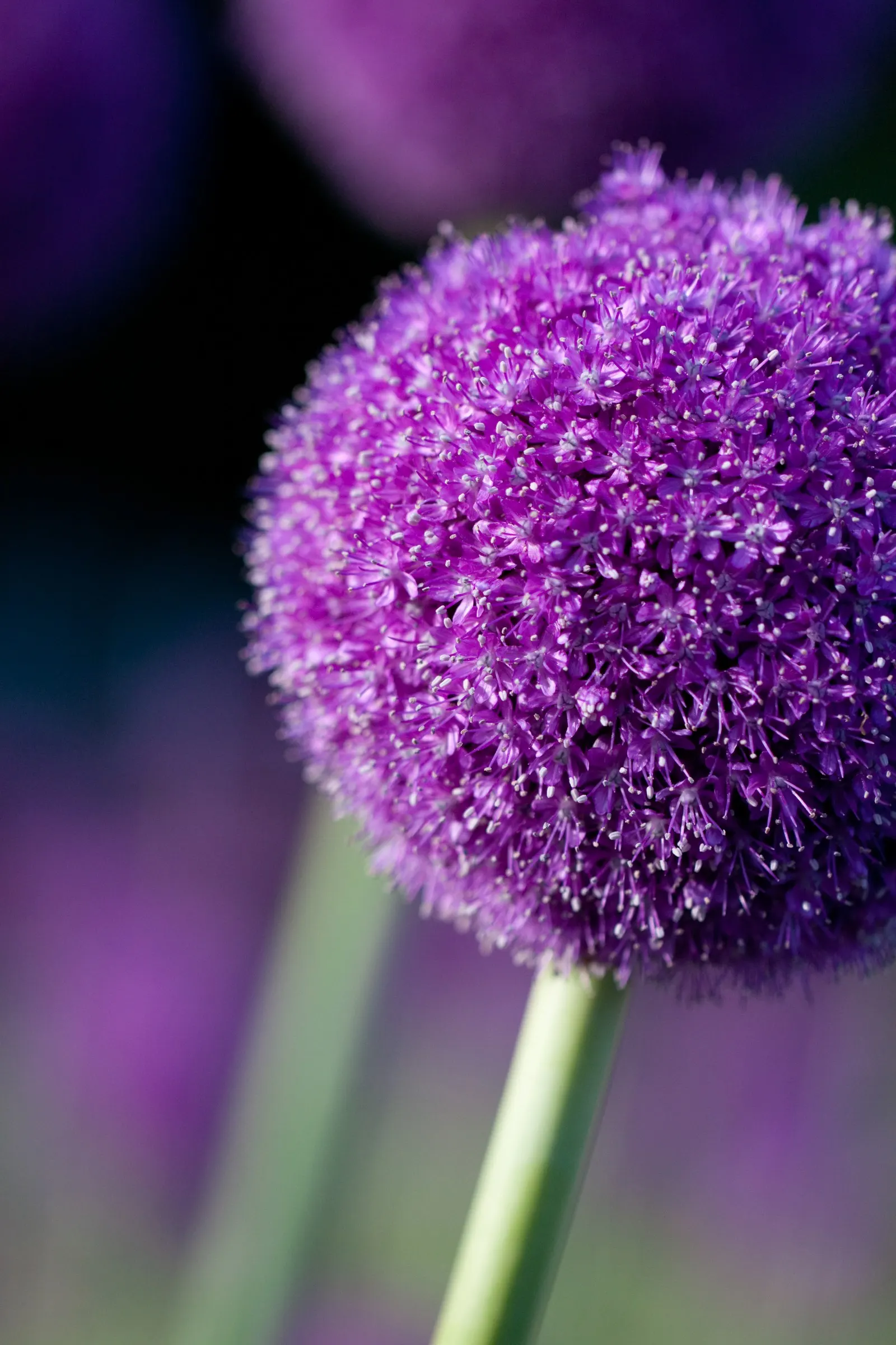 Giganteum Ornamental Onion (Allium 'Giganteum') — enhancing the ecological value of the landscape.<br><br>For care