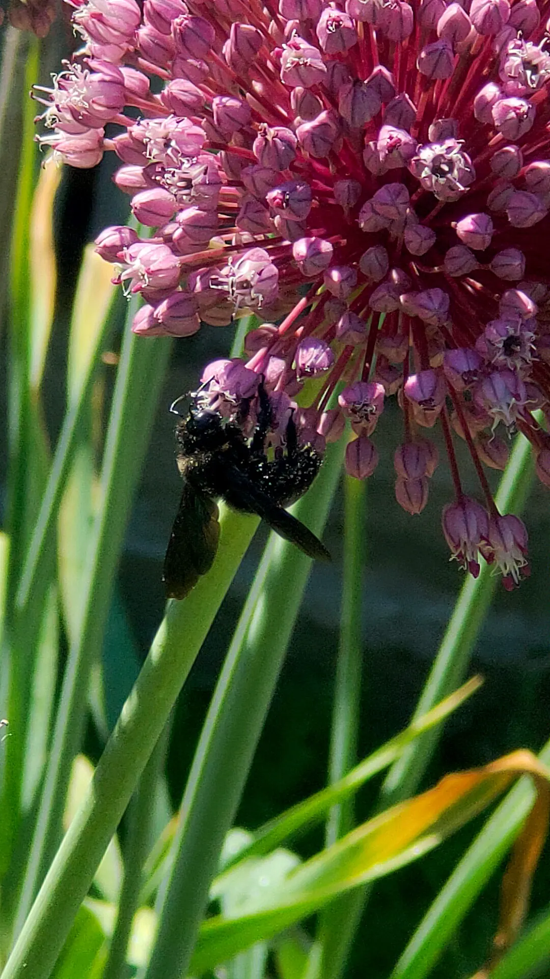 Giganteum Ornamental Onion (Allium 'Giganteum') — Flowering in late spring to early summer; commonly known as Giganteum Ornamental Onion, image 55