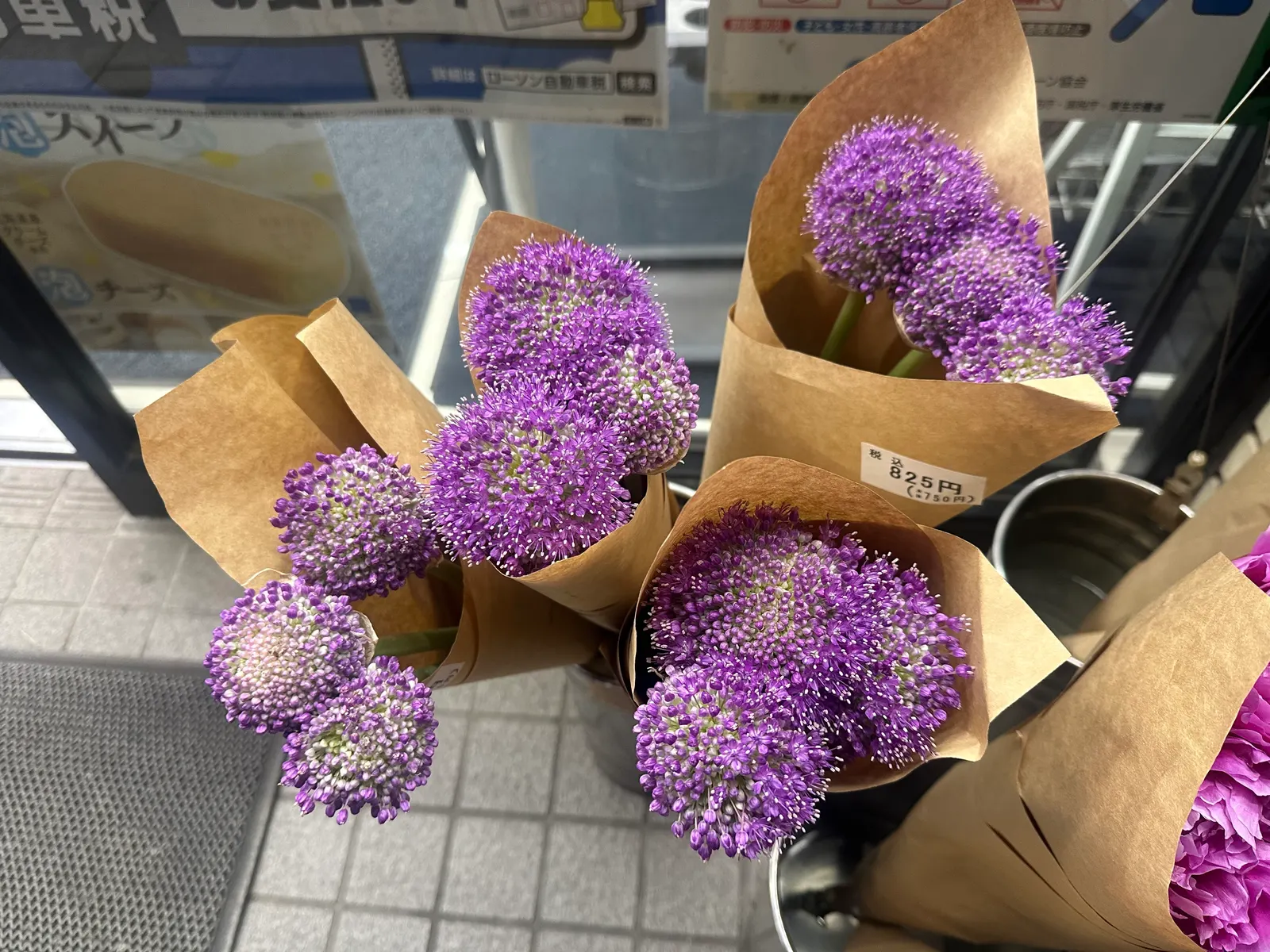 Giganteum Ornamental Onion (Allium 'Giganteum') — bulb for full or half; potentially providing an increased presence in the landscape over time