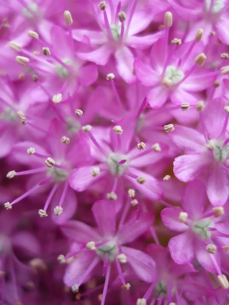 Giganteum Ornamental Onion (Allium 'Giganteum') — Regarded as one of the tallest and most architectural onions in its genus