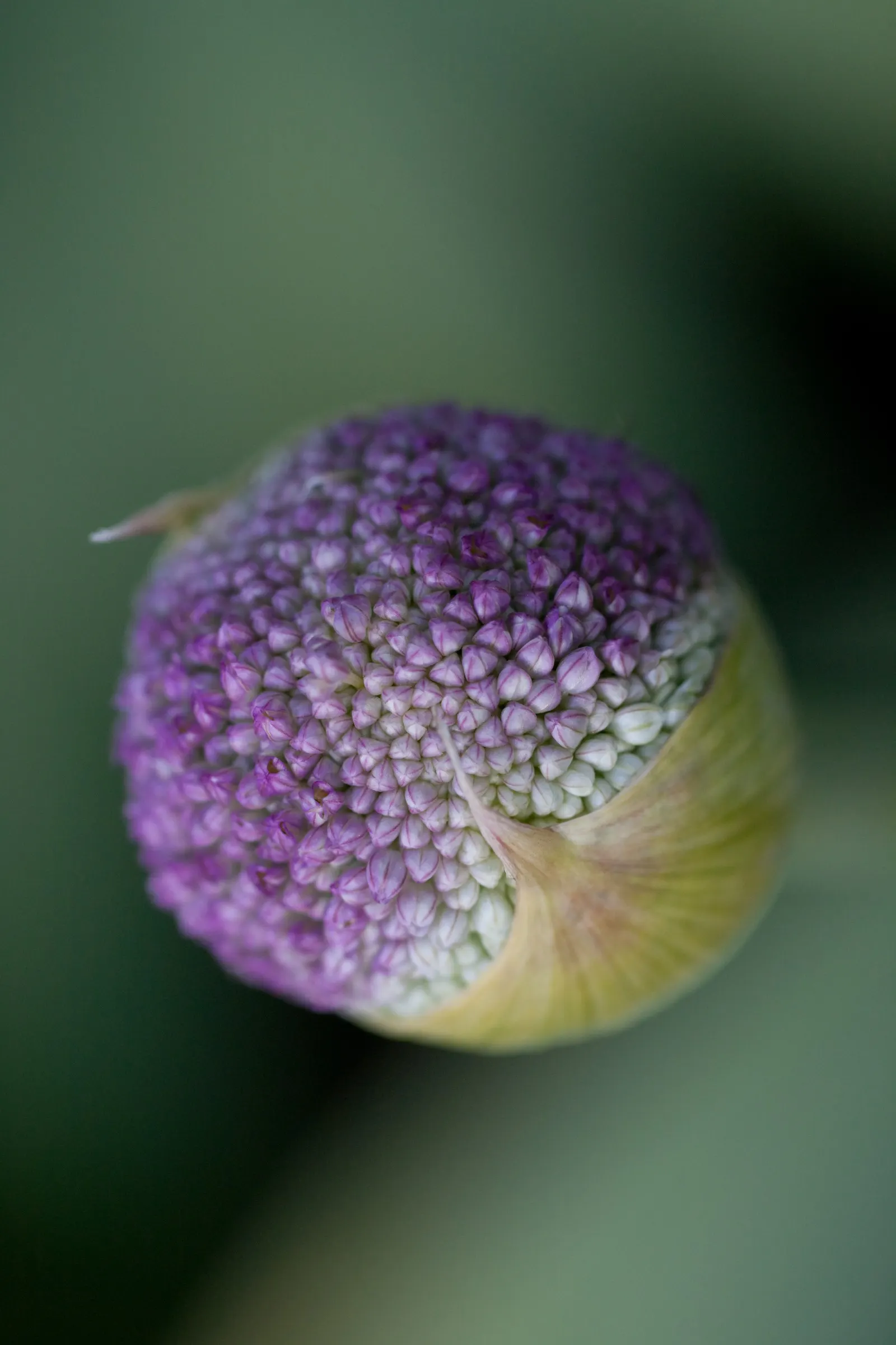 Giganteum Ornamental Onion (Allium 'Giganteum') — bulb for full or half
