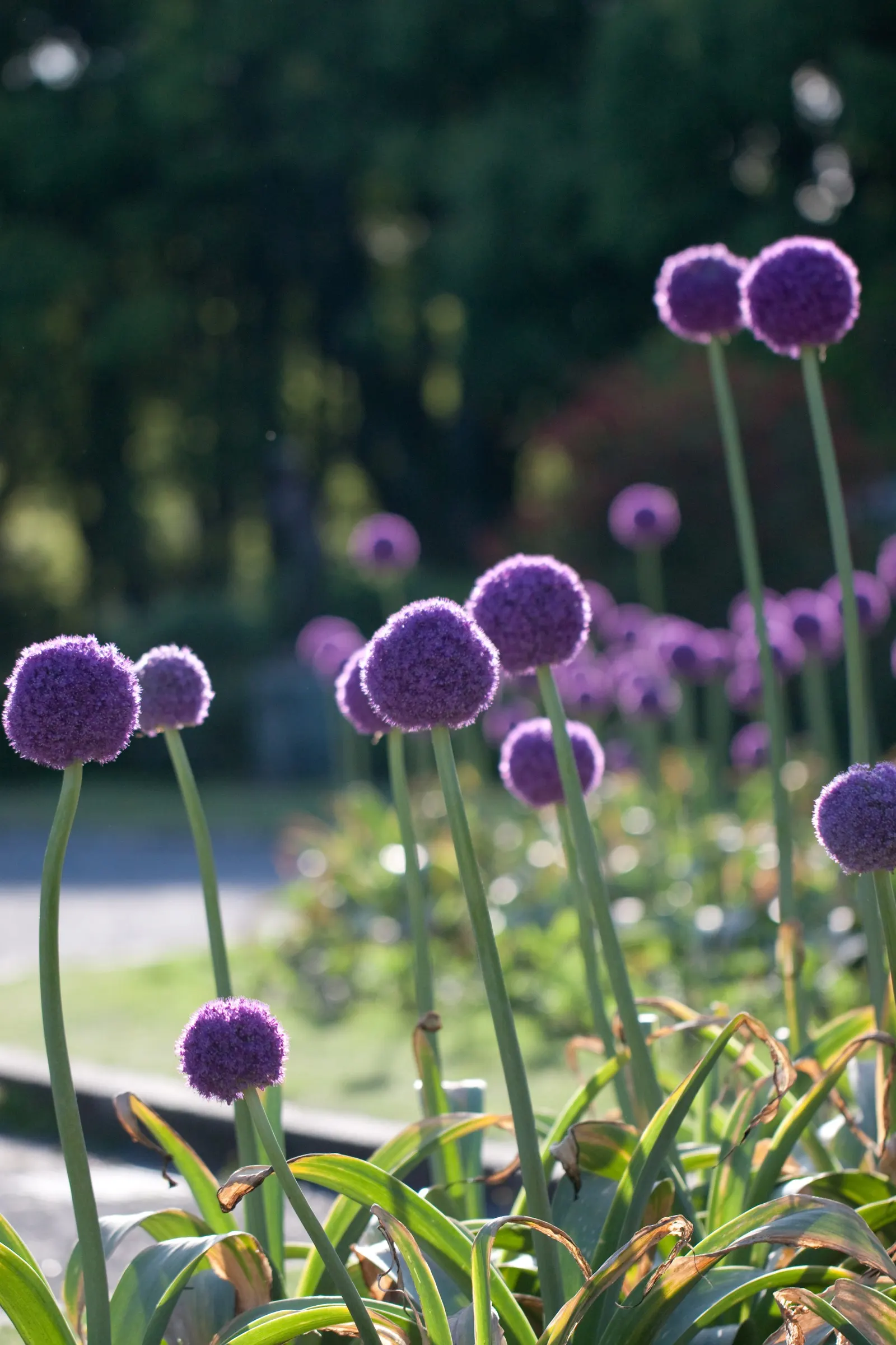 Giganteum Ornamental Onion (Allium 'Giganteum') — Each spherical bloom clusters, roughly 6-8 inches in diameter, boast countless star-shaped purple, image 28