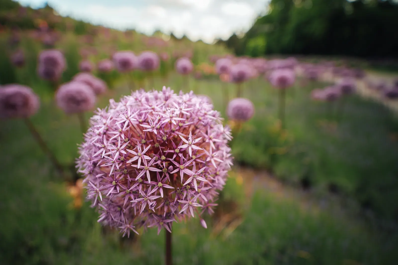 Giganteum Ornamental Onion (Allium 'Giganteum') — These spherical umbels appear in late spring to early summer; they also provide striking vertical, image 62