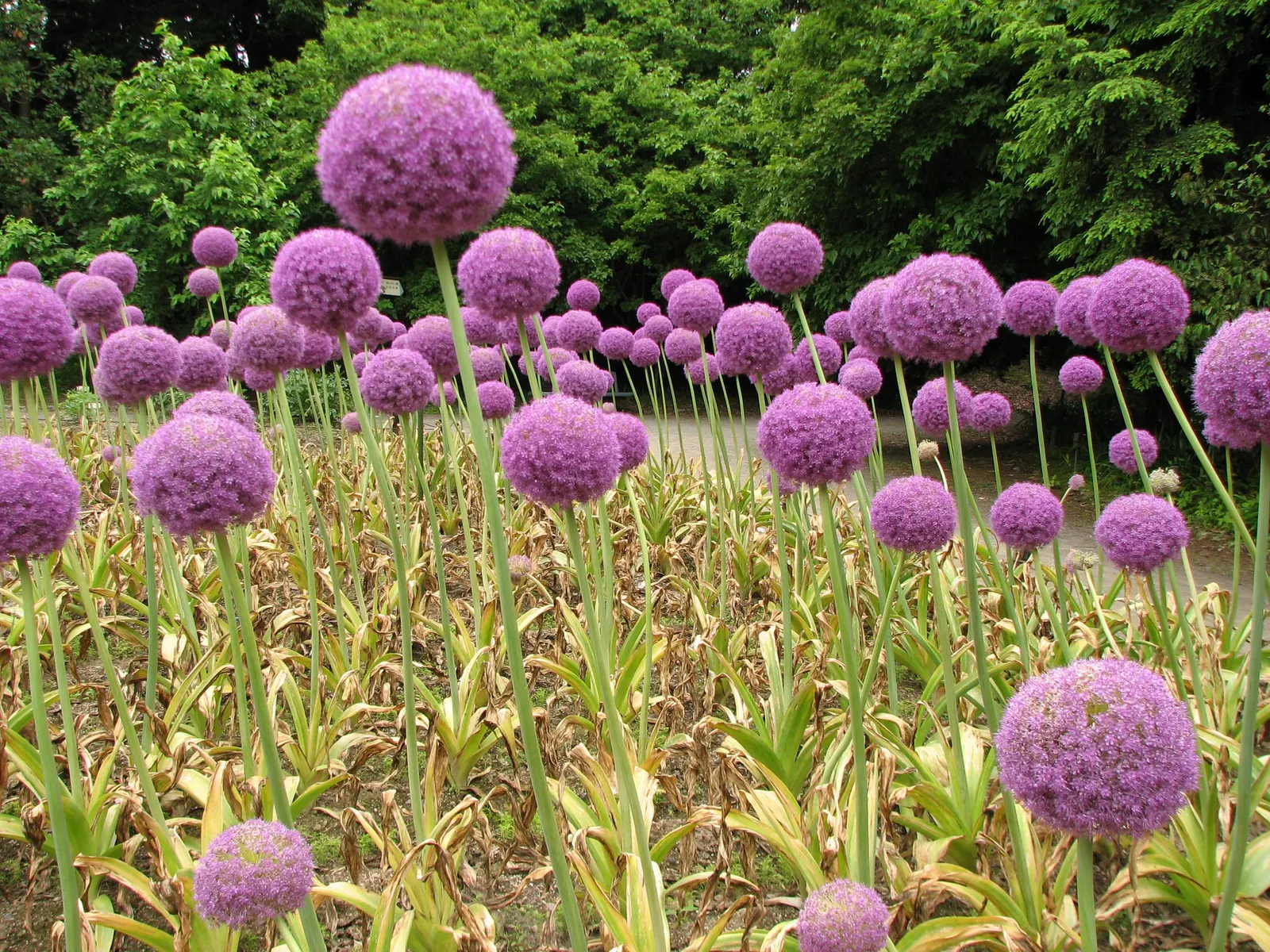 Giganteum Ornamental Onion (Allium 'Giganteum') — Resistant to deer and other garden pests