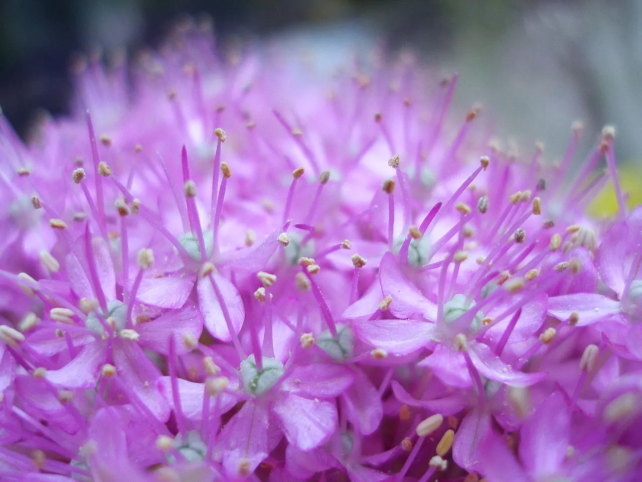 Giganteum Ornamental Onion (Allium 'Giganteum') — they also provide striking vertical interest and are excellent for attracting pollinators; it is, image 56