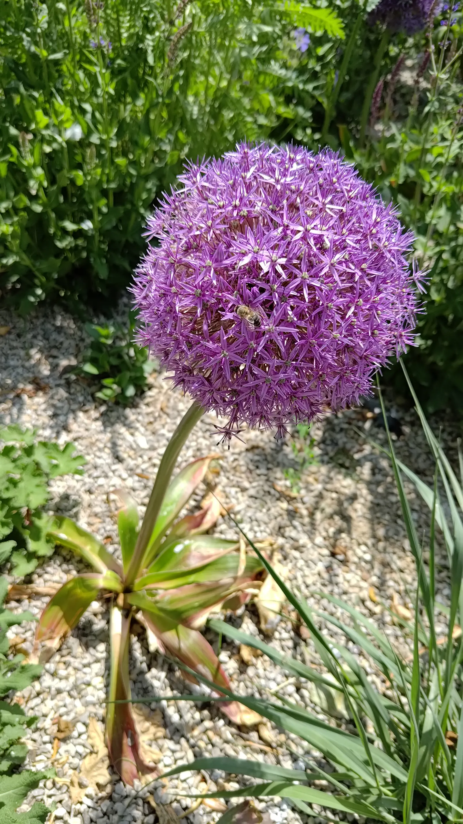 Giganteum Ornamental Onion (Allium 'Giganteum') — These low-maintenance perennials thrive in full sun to part shade and prefer well-drained soil, image 54