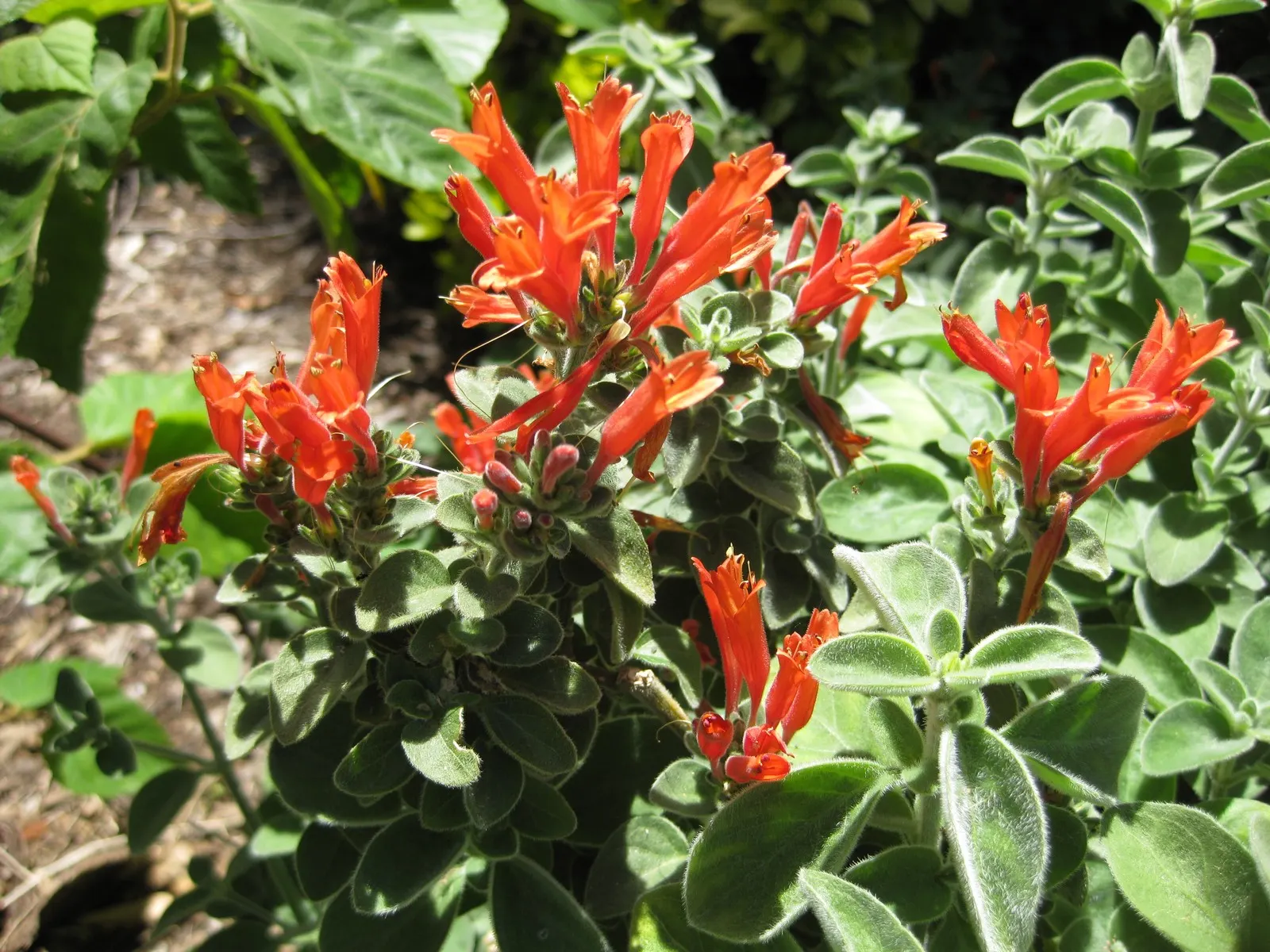 Hummingbird Bush (Dicliptera Suberecta) — This shrub-like plant typically reaches about 18 to 24 inches in height and spreads to about the same in width