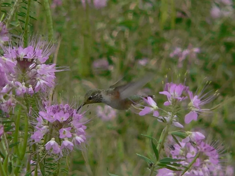 Hummingbird Bush (Dicliptera Suberecta) — making it a suitable candidate for xeriscaping or garden areas with low water availability