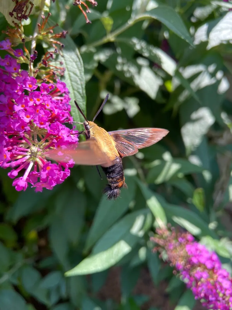 Hummingbird Bush (Dicliptera Suberecta) — Dicliptera suberecta is not only an attractive plant for client gardens but is also low-maintenance; hardy in USDA