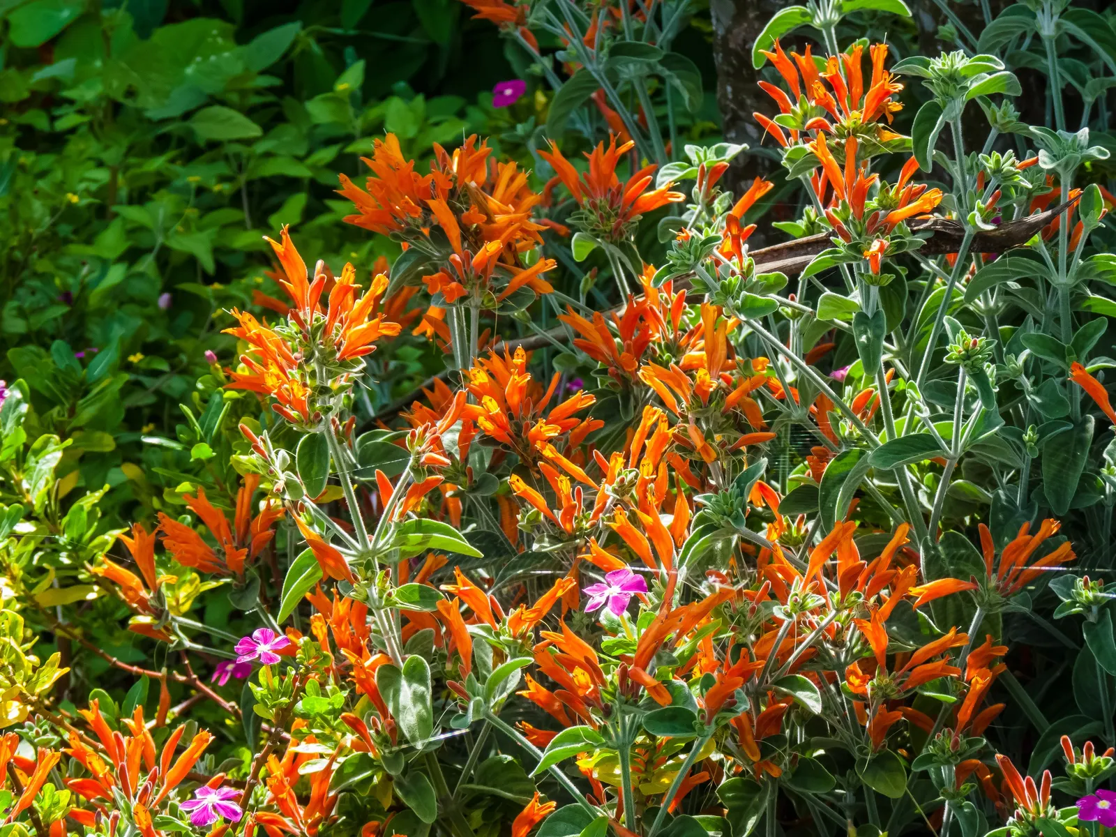 Hummingbird Bush (Dicliptera Suberecta) — shrub with orange and red blooms