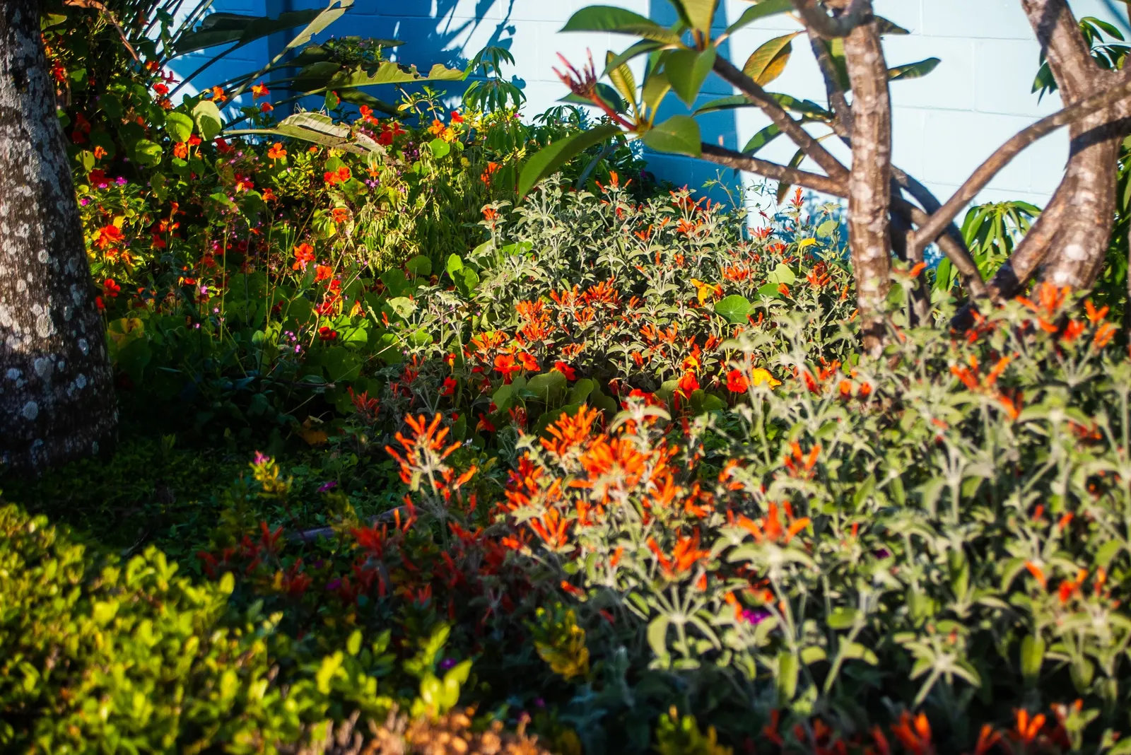 Hummingbird Bush (Dicliptera Suberecta) — This shrub-like plant typically reaches about 18 to 24 inches in height and spreads to about the same in width; are